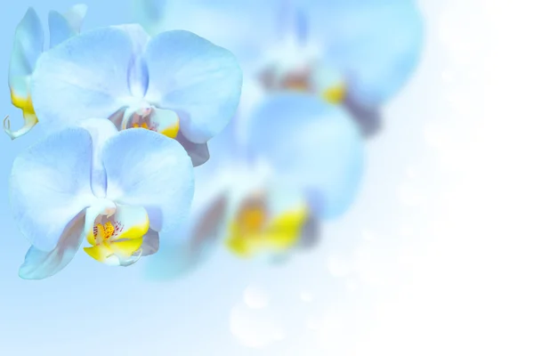 Tropical exotic blue orchid flowers over gradient