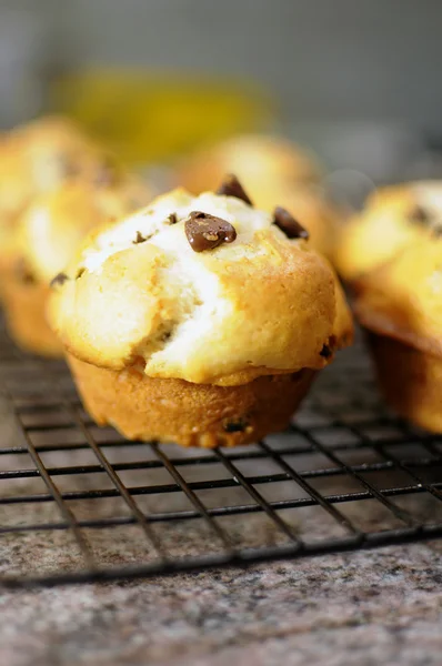 Homemade vanilla and chocolate chip sponge muffins - vertical.