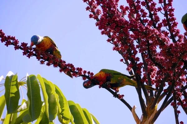 Australian Native fauna, Rosella Rainbow Lorikeet Parrot birds in Umbrella Plant Tree eating red berries fruit in Autumn, taken in Adelaide, South Australia