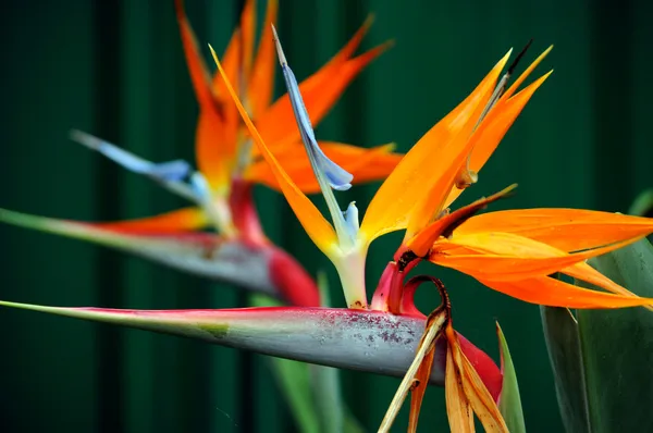 Strelitzia, the Bird of Paradise flower