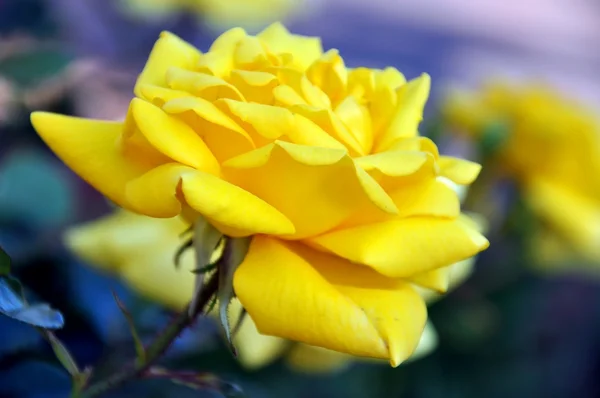 Beautiful yellow Gold Bunny climbing roses