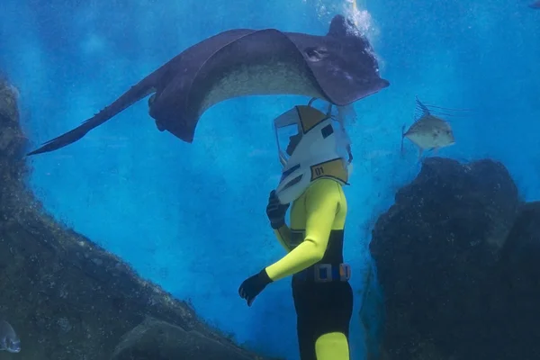 Shark swim at Melbourne aquarium australia