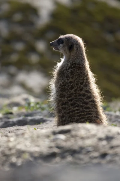 Meerkat on the lookout in a zoo in the Netherlands