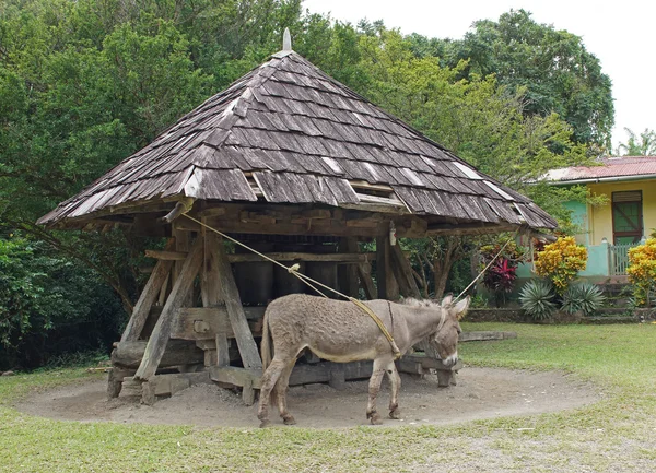 Donkey, Cane Mill, Saint Lucia