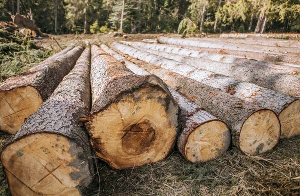 Logging. Felled pine logs piled firebreak