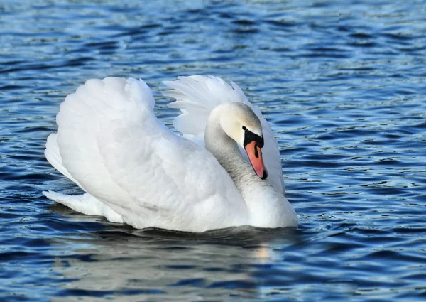 White swan swiming on lake 1