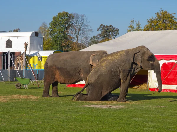 Circus animals are waiting for the show