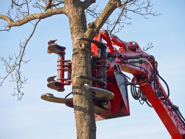Tree cutting crane about to cut a tree