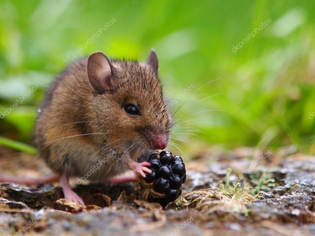 Waldmaus Essen Himbeere — Stockfoto 14725255