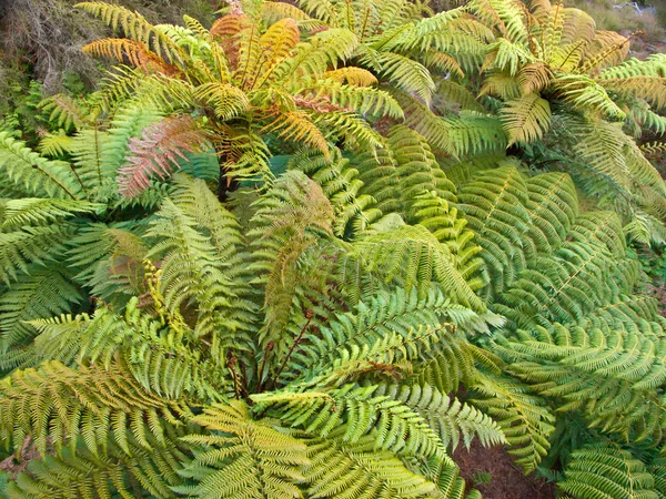 Group of tree ferns overview