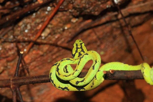 Green pit viper (Trimeresurus albolabris) in Sri Lanka