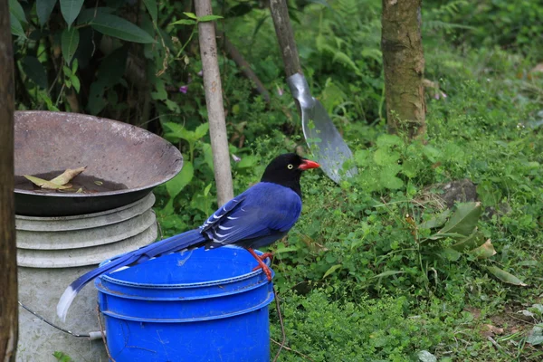 Formosan Blue Magpie or Taiwan Magpie (Uro
