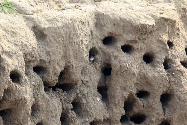 Sand Martin (Riparia riparia) nesting in North China