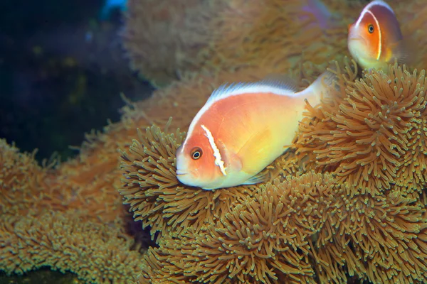 Pink skunk clownfish (Amphiprion perideraion) in Japan