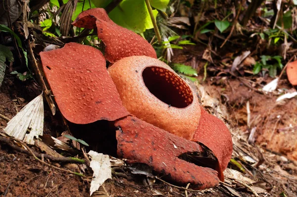 Rafflesia. The largest flower in the world.