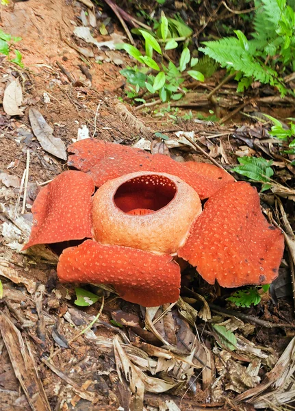 Rafflesia. The largest flower in the world.
