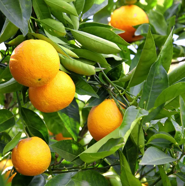Orange fruit on the tree