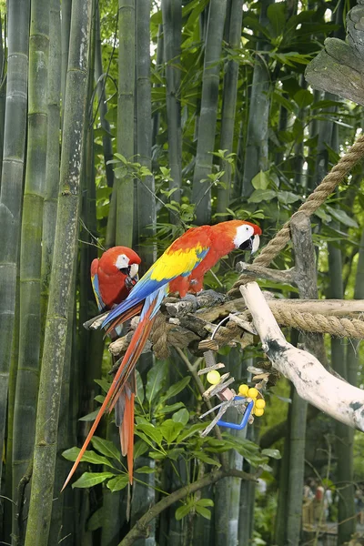 Parrots in captivity in the Animal Kingdom Park, Disney World, Florida, USA.