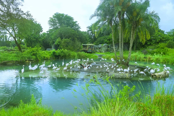 Aquatic birds in the Animal Kigdom Park, Disney World, Florida, USA: