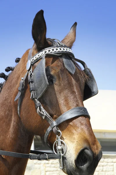An Arabian horse in a stylized show halter.