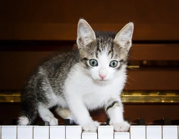 Kitten on the keys of the piano.
