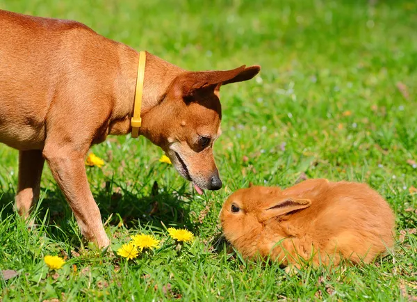 Dog and bunny in the meadow