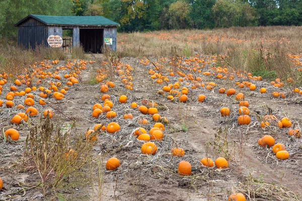 Briht orange pumpkins on field with a shed on background