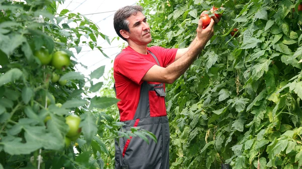 Organic Farmer Harvesting Tomatoes