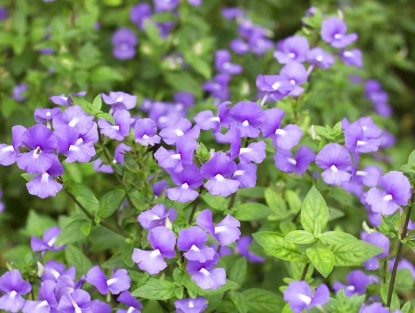 Blue Hawaii flowers