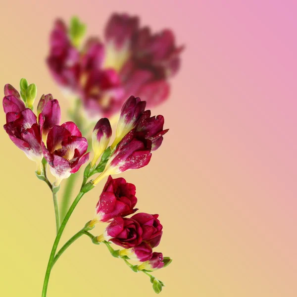 Burgundy flowers on a colored background