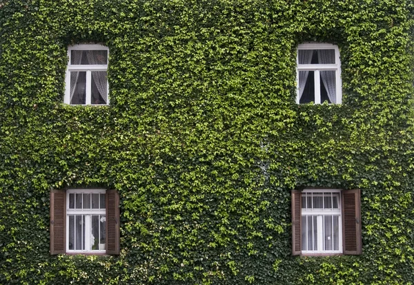 Wall of a house with window covered with ivy