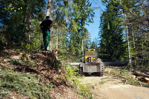 Man watches work in the forest
