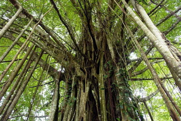 Amazon jungle exotic tree