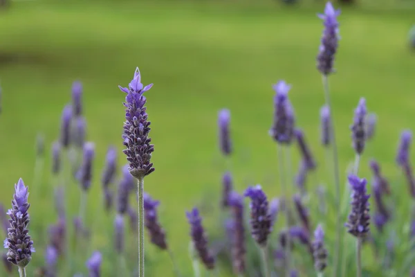 Lavandula dentata is a species of lavender, one of several speci