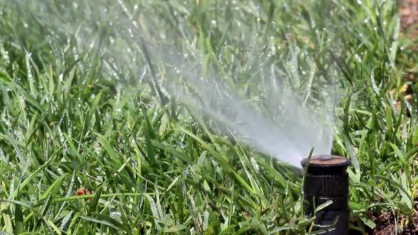 浇水草坪花园灌溉自动喷淋系统 - 图库视频影像