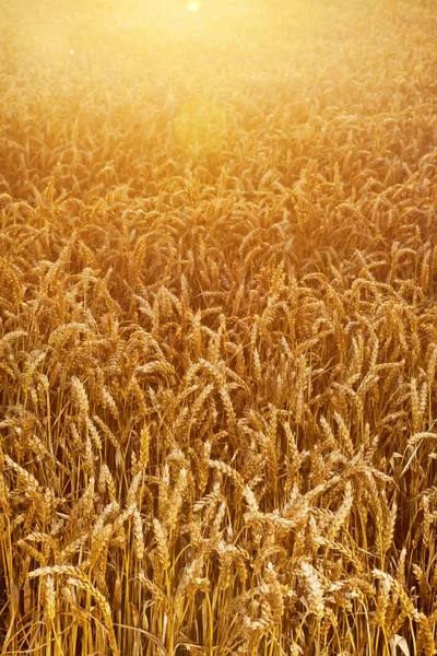 Field of wheat corns