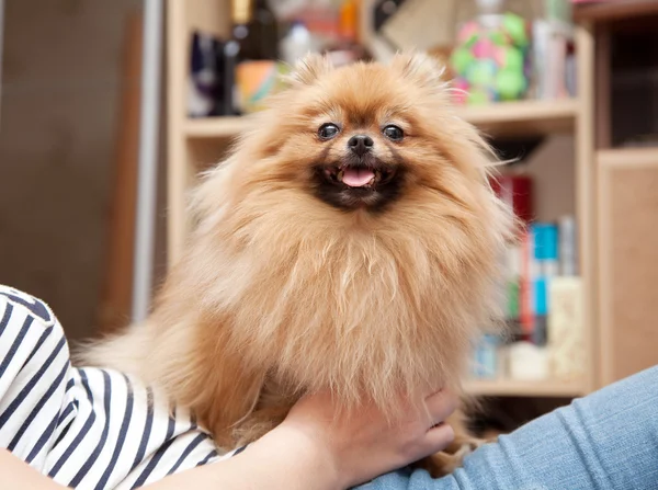 Cute Pomeranian dog sits in the hands of the mistress