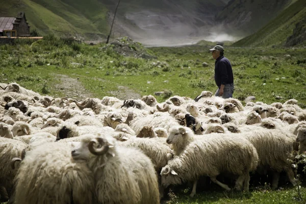 Shepherd and flock of sheep