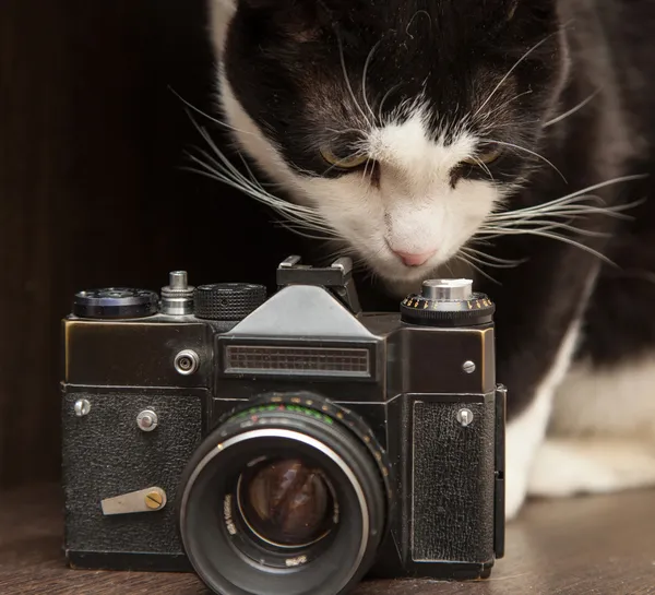 Black and white cat and vintage photo camera