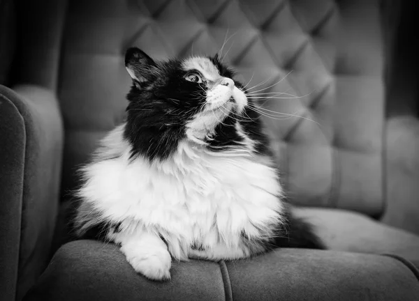 Beautiful fluffy cat, black and white