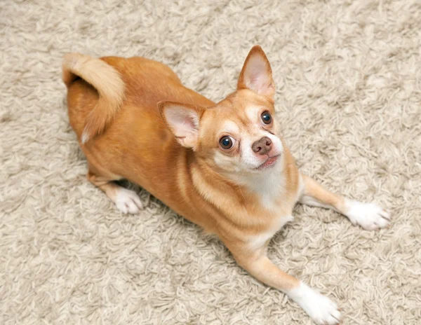 Chihuahua hua dog sits on the carpet