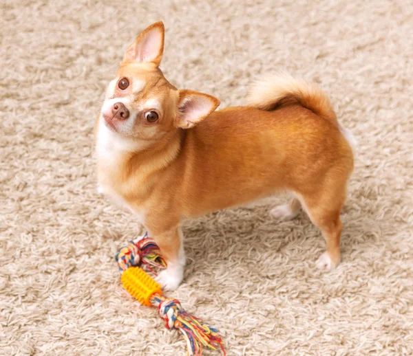 Brown chihuahua dog on the carpet with toy