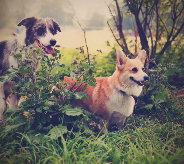 Two cute dogs in the park. We\'re friends forever. Welsh Corgi an