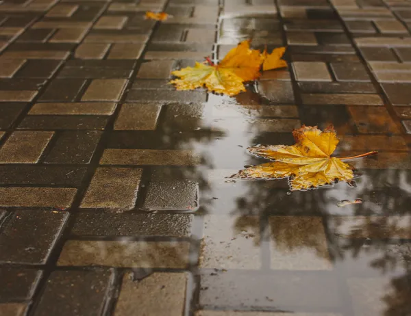 Yellow autumn leaves in a puddle.