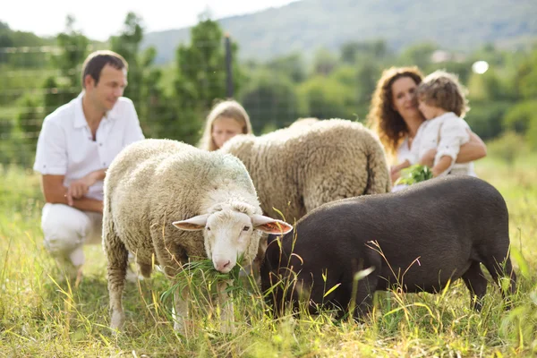 Family feeding animal on the farm