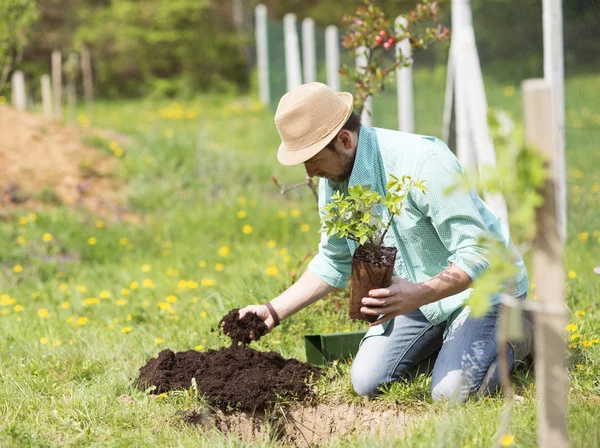 Man planting a tree