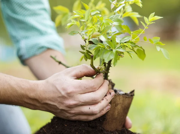 Male hands planting small tree