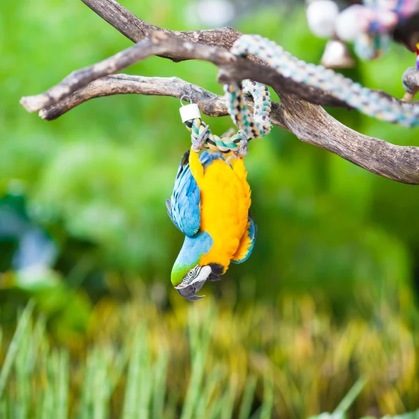 Blue & Gold Macaw Is Hanging Down