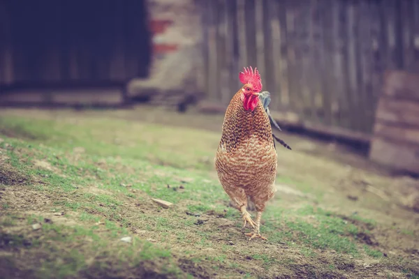 Shot of a Hen (Rooster) in a farmyard (Gallus gallus domesticus)