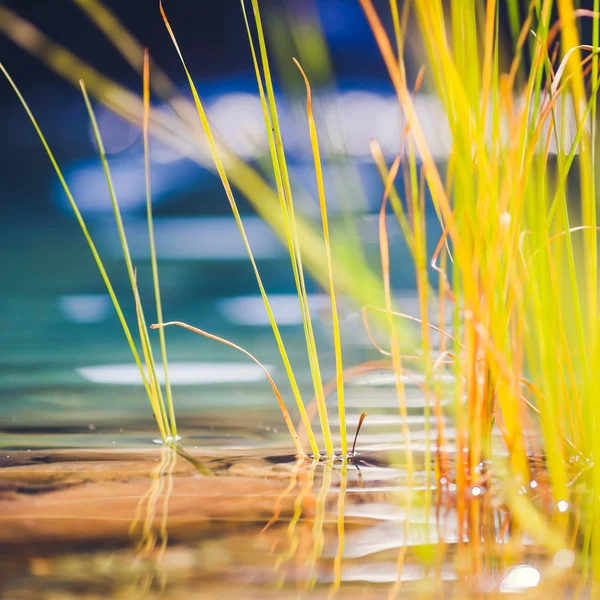 Detail of Wellness Biotope Flowers with a Water Surface in the